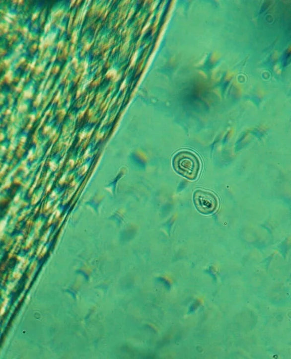 Neo Calming Facial Oil