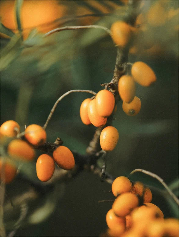 Close-up of orange berries on a branch with a blurred background