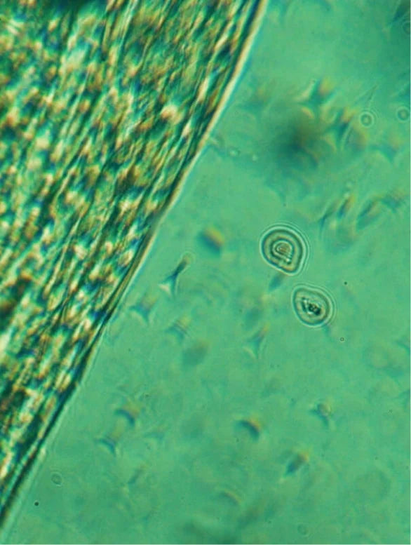 Neo Calming Facial Oil