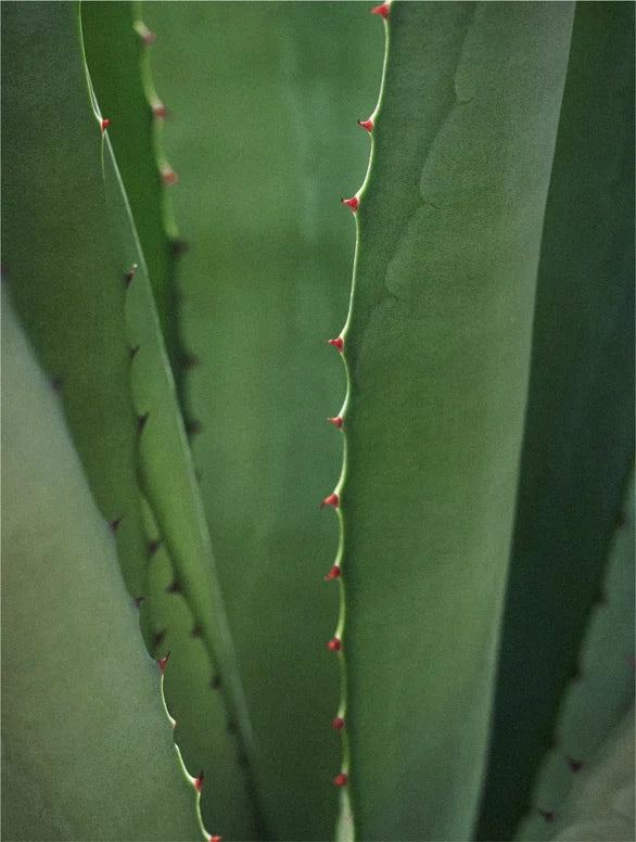 Close-up of a green succulent plant with small red spikes on a blurred green background