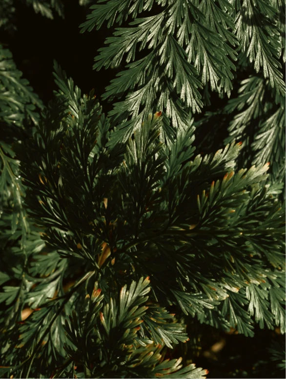 Close-up of dark green leaves with a blurred background