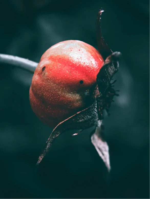 Close-up of a red berry with a dark background
