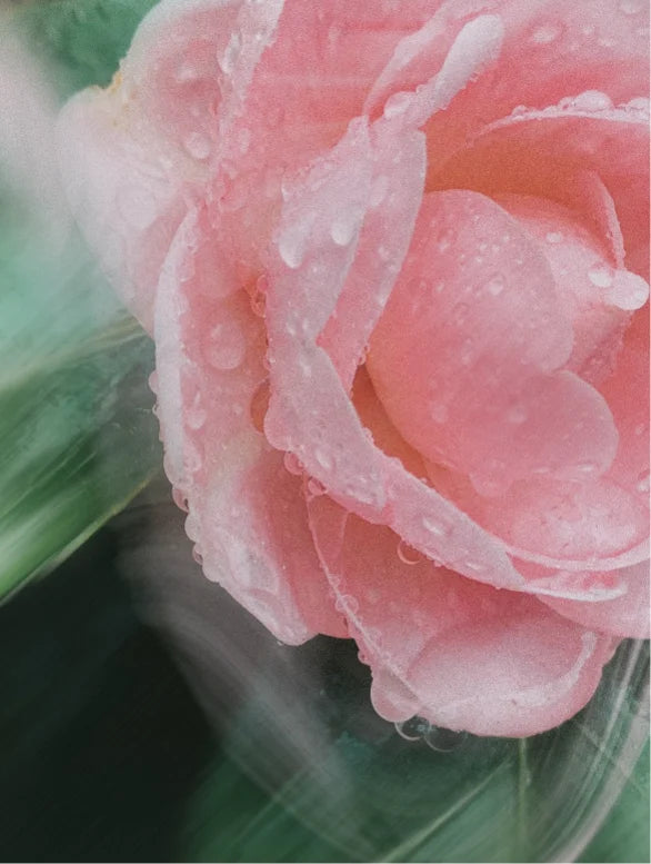 Neo The Bestsellers Collection Box