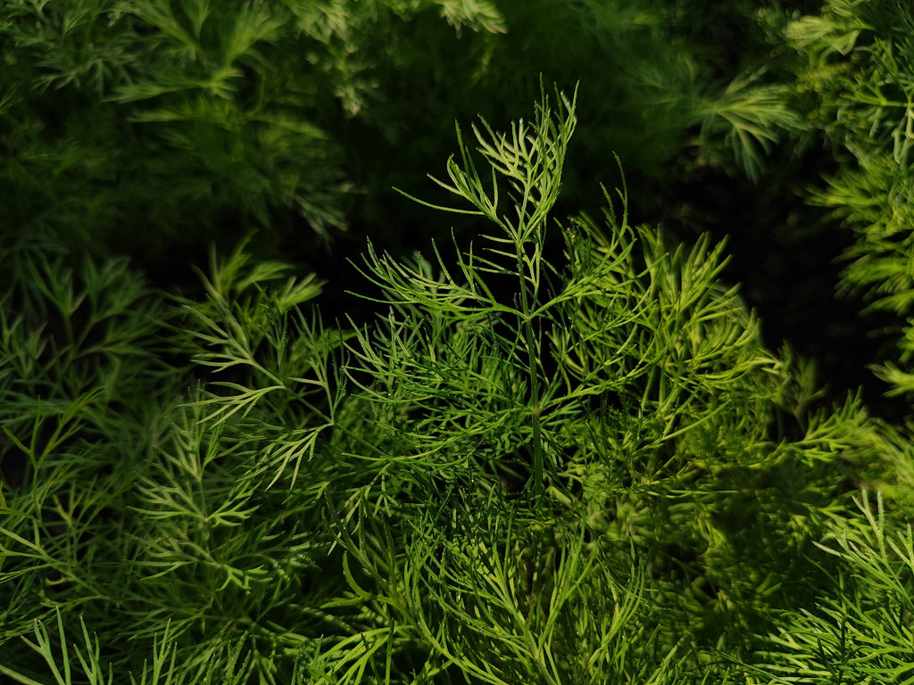 Neo All-In-One Facial Oil | Restorative Balance & Natural Glow